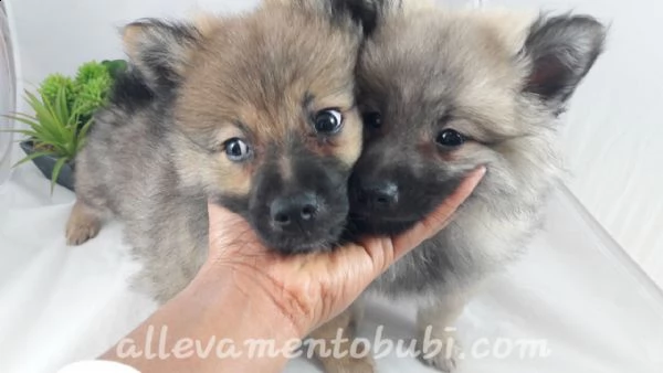 stupenda cucciolata di maltesi da appartemento | Foto 3