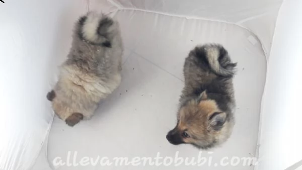 stupenda cucciolata di maltesi da appartemento | Foto 2