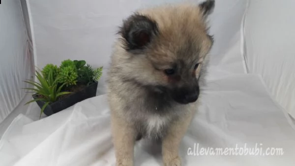 stupenda cucciolata di maltesi da appartemento | Foto 0