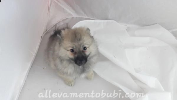 stupenda cucciolata di maltesi da appartemento