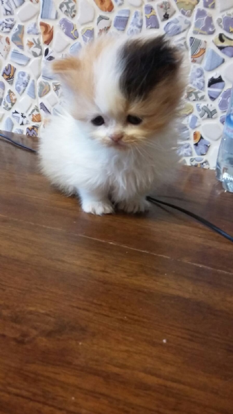 Vendita Cucciolo Da Privato A Bs Minuet Gatti A Zampe Corte 04032018