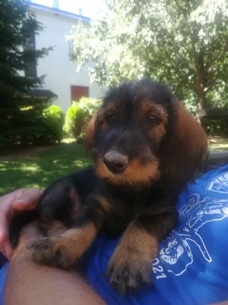 cuccioli bassotto a pelo duro | Foto 2