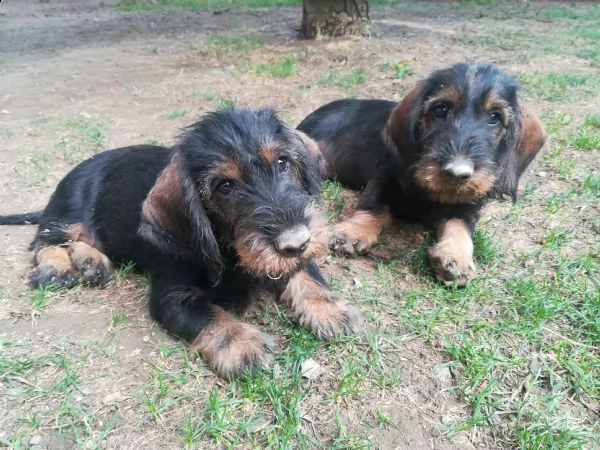 cuccioli bassotto a pelo duro