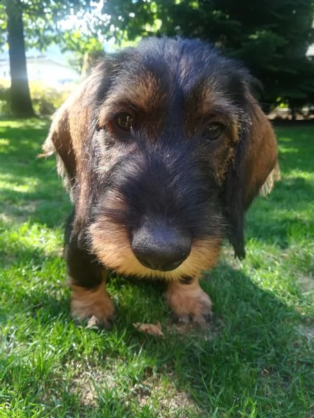 cuccioli bassotto a pelo duro | Foto 1