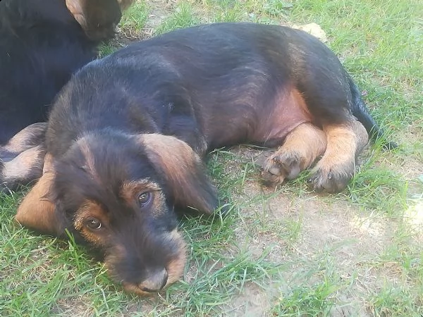 cuccioli bassotto a pelo duro | Foto 0