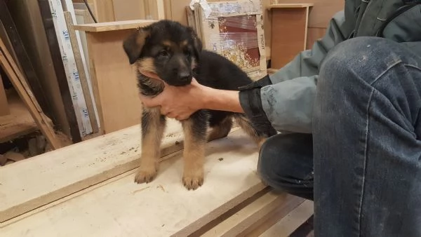 cuccioli di pastore tedesco