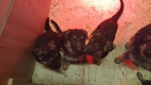 cuccioli di pastore tedesco | Foto 1