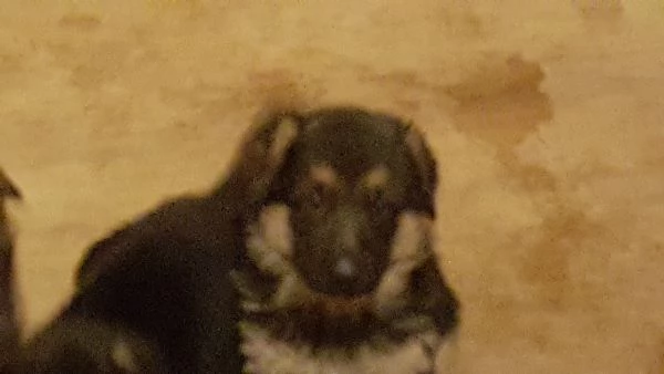 cuccioli di pastore tedesco | Foto 0