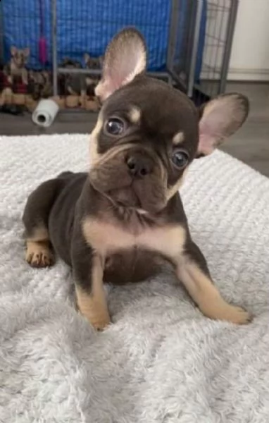 cuccioli di bouledogue francese