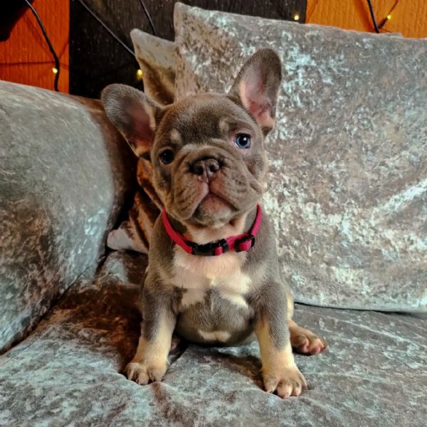 cuccioli di bouledogue francese | Foto 5