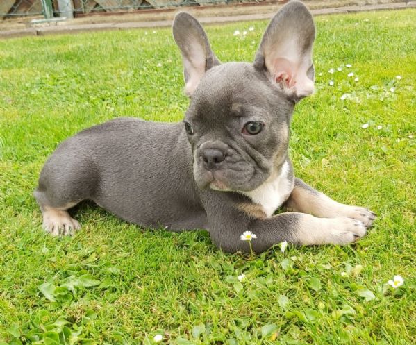 cuccioli di bouledogue francese | Foto 3