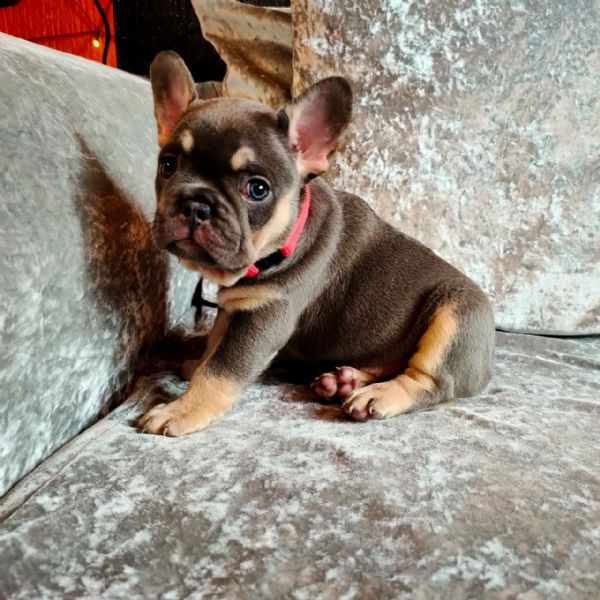 cuccioli di bouledogue francese | Foto 2