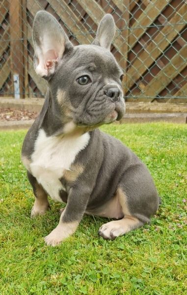 cuccioli di bouledogue francese | Foto 1