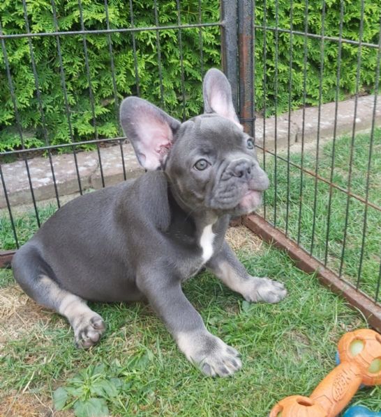 cuccioli di bouledogue francese | Foto 0