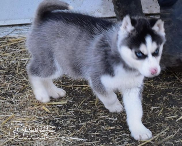 Vendita Husky Da Privato A Macerata Siberian Husky Occhi Color