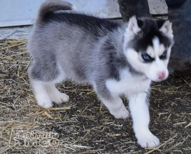 siberian husky occhi color ghiaccio stupendi