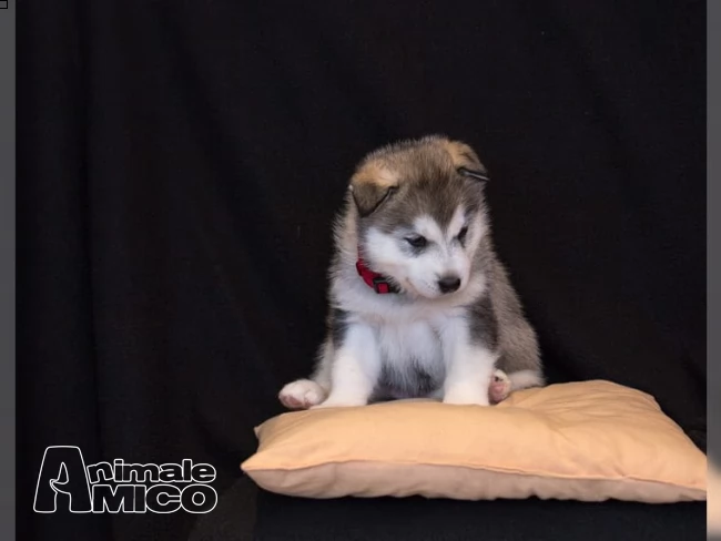 cuccioli di siberian husky | Foto 0