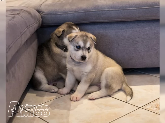 cuccioli di siberian husky