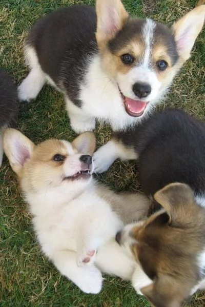 cuccioli welsh corgi pembroke | Foto 1