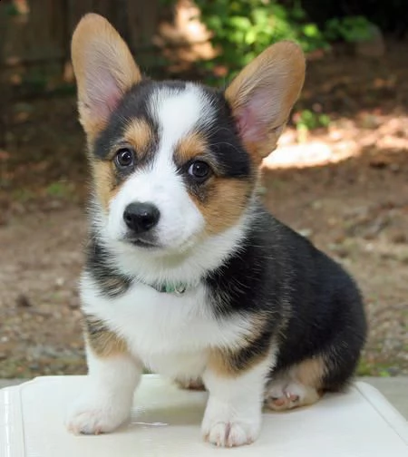 cuccioli welsh corgi pembroke | Foto 0