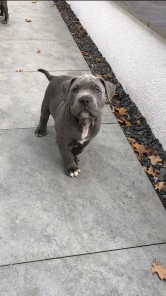 3 american pitbull terrier ukc alta genealogia | Foto 0