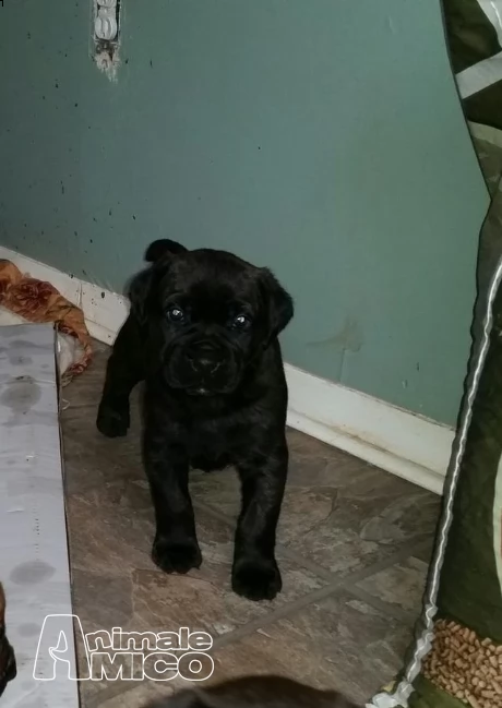 cane corso  cuccioli alta genealogia disponibili | Foto 2