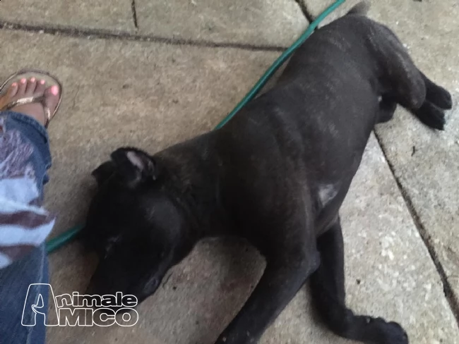 cane corso  cuccioli alta genealogia disponibili | Foto 1