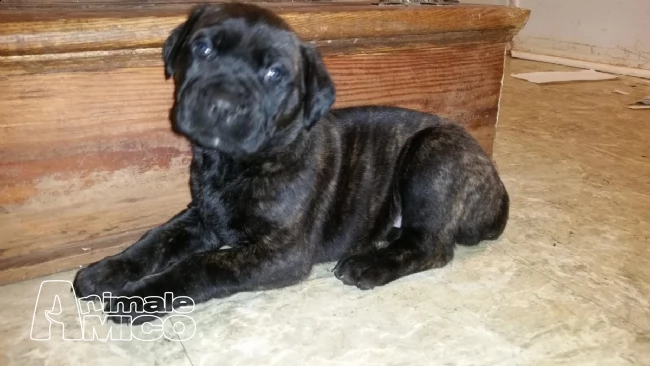 cane corso  cuccioli alta genealogia disponibili