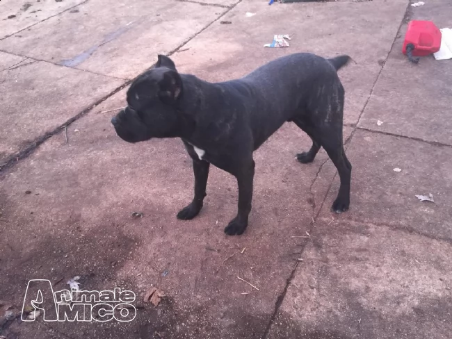 cane corso  cuccioli alta genealogia disponibili | Foto 0