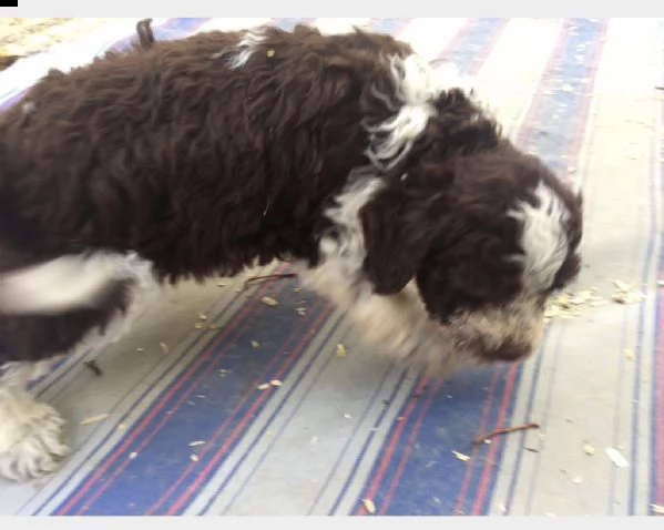 cuccioli di lagotto romagnolo | Foto 0