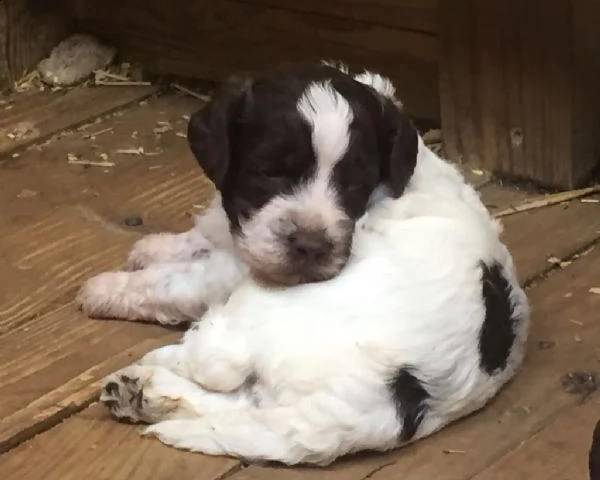 cuccioli di lagotto romagnolo