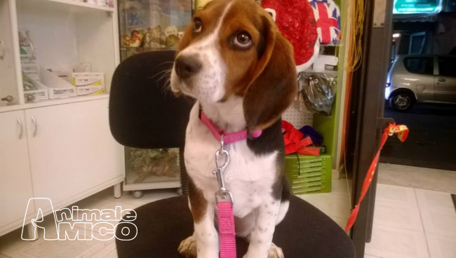 Vendita Cucciolo Beagle Da Privato A Palermo Cuccioli Di Beagle 2 Mesi