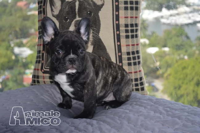 cuccioli bulldogbouledogue francese con pedigree | Foto 2