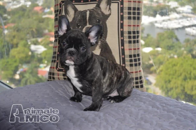 cuccioli bulldogbouledogue francese con pedigree | Foto 1
