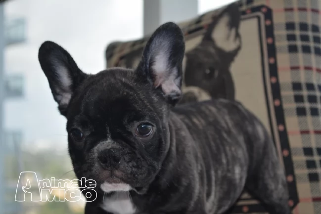 cuccioli bulldogbouledogue francese con pedigree | Foto 0