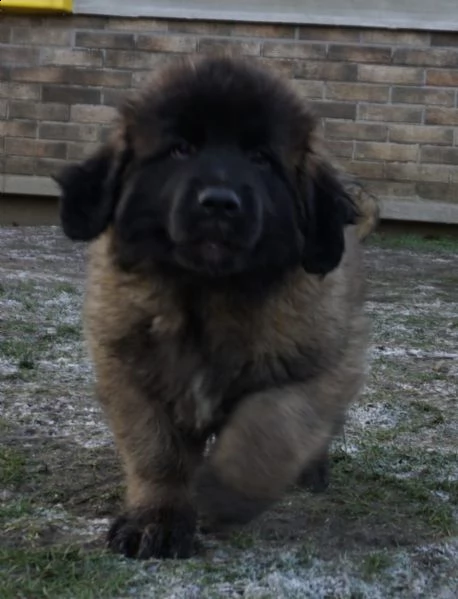 cucciolo di leonberger maschio e femmina | Foto 2
