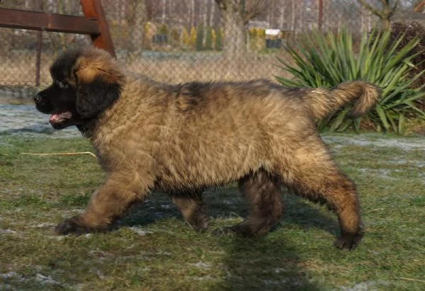 cucciolo di leonberger maschio e femmina | Foto 0