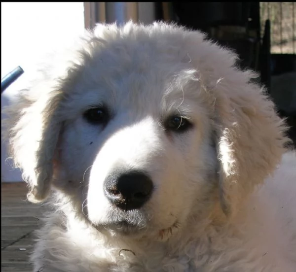 cuccioli di maremmano 2mesi | Foto 2
