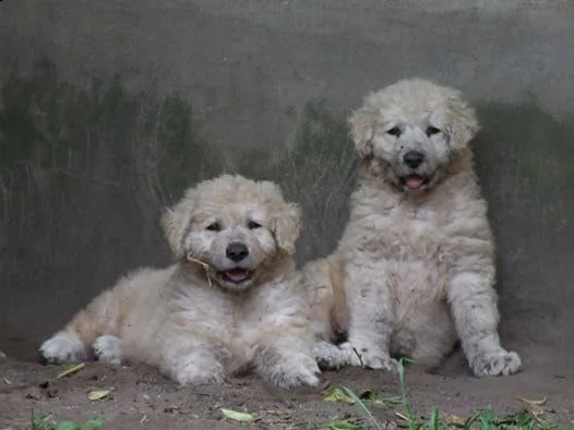 cuccioli di maremmano 2mesi | Foto 1