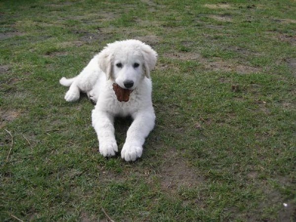 cuccioli di maremmano 2mesi