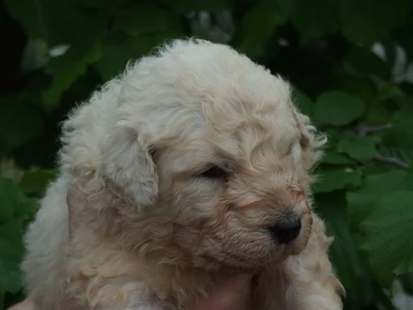 cuccioli di maremmano 2mesi | Foto 0