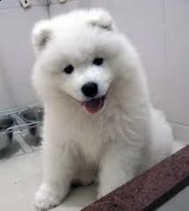 cucciolo di samoiedo maschio e femmina bianco
