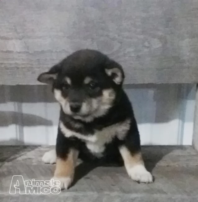 cuccioli di shiba inu