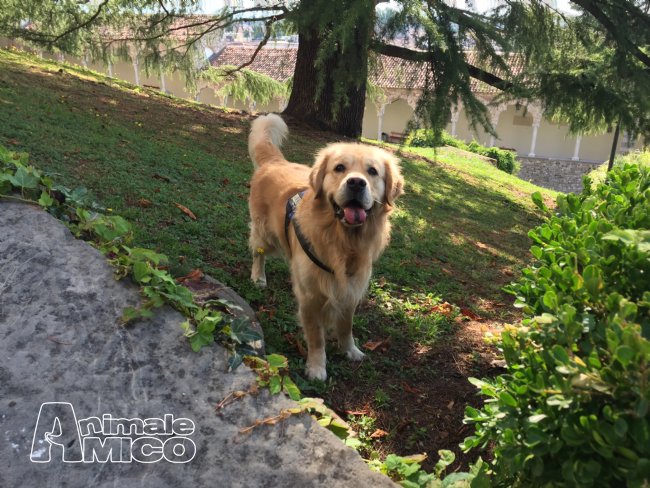Cani Di Razza In Regalo Catania Cerco Bracco Di Weimar Regalo