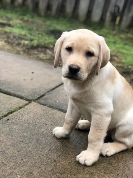 regalo splendidi cuccioli incrocio labrador  | Foto 0