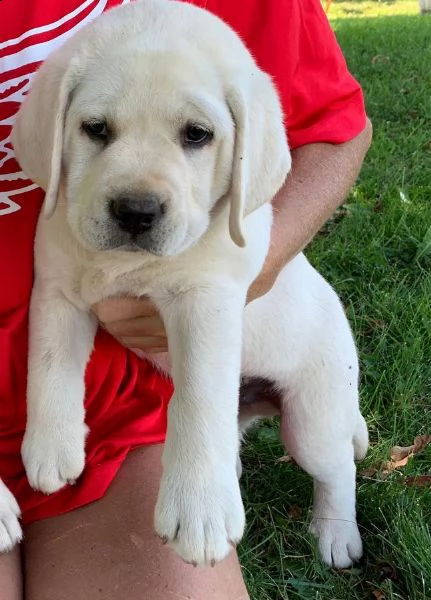 regalo splendidi cuccioli incrocio labrador 