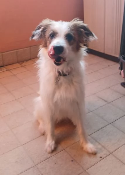 Ayra taglia medio piccola in adozione | Foto 3