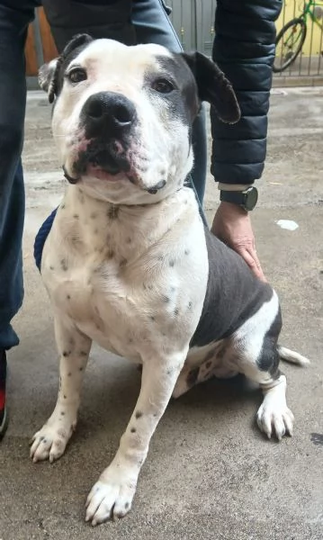 ARGO simil amstaff vogliamo la sua rinascita
