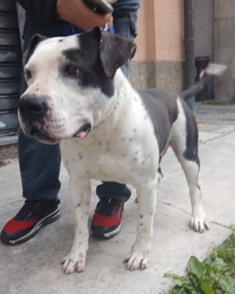 ARGO simil amstaff vogliamo la sua rinascita | Foto 6