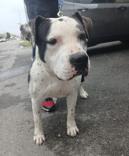 ARGO simil amstaff vogliamo la sua rinascita | Foto 5